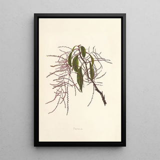 Isabella McHutcheson Sinclair - Papala.webp