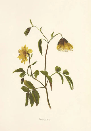 Isabella McHutcheson Sinclair - Poolanui.webp