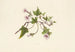 Uala - Isabella McHutcheson Sinclair — artwork view