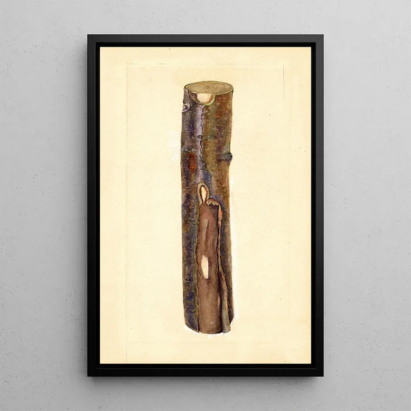 JF Brewer - Pyrus communis Kieffer.webp