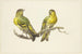 Twee vinkjes - J H van Loon — weergave van het kunstwerk