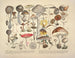 Getrouwe weergaven en beschrijvingen van eetbare, schadelijke en verdachte paddenstoelen Pl01 - J V Krombholz — weergave van het kunstwerk