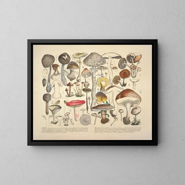 Getrouwe weergaven en beschrijvingen van eetbare, schadelijke en verdachte paddenstoelen Pl01 - J V Krombholz — ingelijst kunstwerk aan de muur