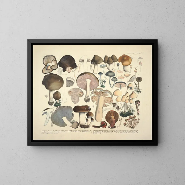 Getrouwe weergaven en beschrijvingen van eetbare, schadelijke en verdachte paddenstoelen Pl02 - J V Krombholz — ingelijst kunstwerk aan de muur