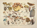 Représentaties en beschrijvingen van eetbare, schadelijke en verdachte paddenstoelen Pl03 - J V Krombholz — weergave van het kunstwerk