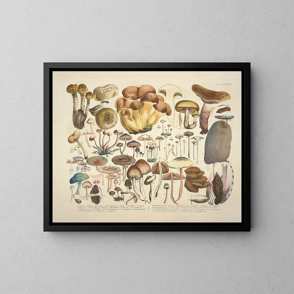 Représentaties en beschrijvingen van eetbare, schadelijke en verdachte paddenstoelen Pl03 - J V Krombholz — ingelijst kunstwerk aan de muur