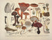 Getrouwe weergaven en beschrijvingen van eetbare, schadelijke en verdachte paddenstoelen Pl04 - J V Krombholz — weergave van het kunstwerk
