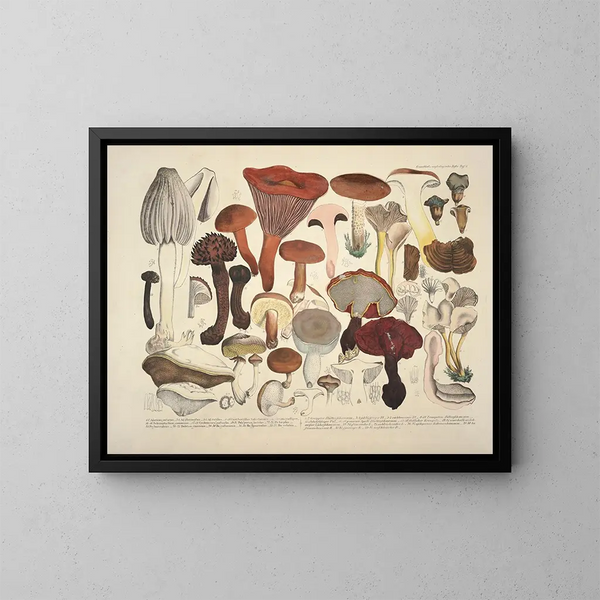 Getrouwe weergaven en beschrijvingen van eetbare, schadelijke en verdachte paddenstoelen Pl04 - J V Krombholz — ingelijst kunstwerk aan de muur