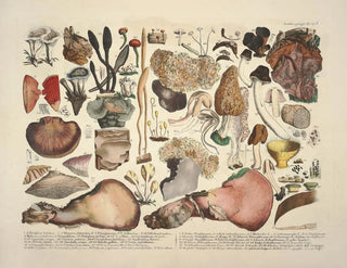 J V Krombholz - Naturgetreue Abblidungen und Beschreibungen der essbaren schadlichen und verdachtigen Schwamme Pl05.webp