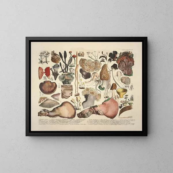 Reproducties van getrouwe weergaven en beschrijvingen van eetbare, schadelijke en verdachte paddenstoelen Pl05 - J V Krombholz — ingelijst kunstwerk aan de muur