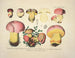 Getrouwe weergaven en beschrijvingen van eetbare, schadelijke en verdachte paddenstoelen Pl07 - J V Krombholz — weergave van het kunstwerk