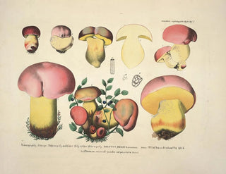 J V Krombholz - Naturgetreue Abblidungen und Beschreibungen der essbaren schadlichen und verdachtigen Schwamme Pl07.webp