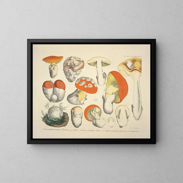 Reproducties getrouwe weergaven en beschrijvingen van eetbare, schadelijke en verdachte paddenstoelen Pl08 - J V Krombholz | Schilderij — ingelijst kunstwerk aan de muur