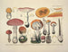 Getrouwe weergaven en beschrijvingen van eetbare, schadelijke en verdachte paddenstoelen Pl09 - J V Krombholz — weergave van het kunstwerk