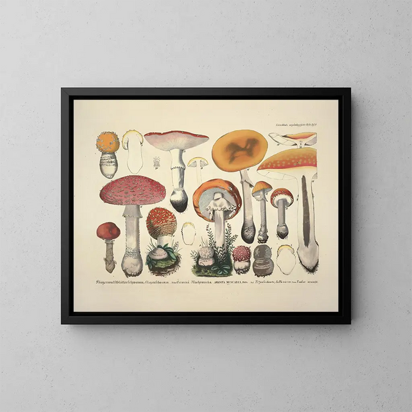 Getrouwe weergaven en beschrijvingen van eetbare, schadelijke en verdachte paddenstoelen Pl09 - J V Krombholz — ingelijst kunstwerk aan de muur