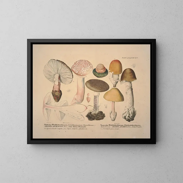 Getrouwe weergaven en beschrijvingen van eetbare, schadelijke en verdachte paddenstoelen Pl10 - J V Krombholz — ingelijst kunstwerk aan de muur