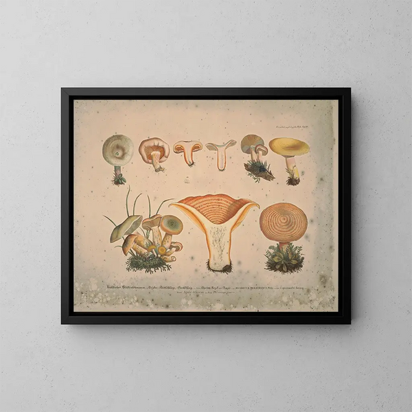 Représentaties en beschrijvingen van eetbare, schadelijke en verdachte paddenstoelen Pl11 - J V Krombholz — ingelijst kunstwerk aan de muur