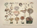 Getrouwe weergaven en beschrijvingen van eetbare, schadelijke en verdachte paddenstoelen Pl13 - J V Krombholz — weergave van het kunstwerk