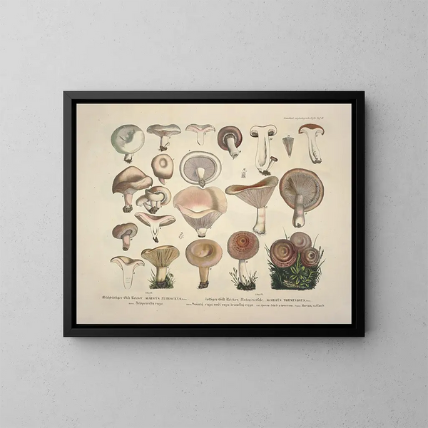 Getrouwe weergaven en beschrijvingen van eetbare, schadelijke en verdachte paddenstoelen Pl13 - J V Krombholz — ingelijst kunstwerk aan de muur