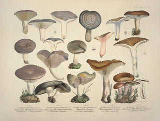 J V Krombholz - Naturgetreue Abblidungen und Beschreibungen der essbaren schadlichen und verdachtigen Schwamme Pl14.webp