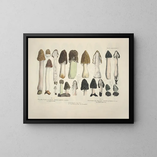 Getrouwe weergaven en beschrijvingen van eetbare, schadelijke en verdachte paddenstoelen Pl15 - J V Krombholz — ingelijst kunstwerk aan de muur