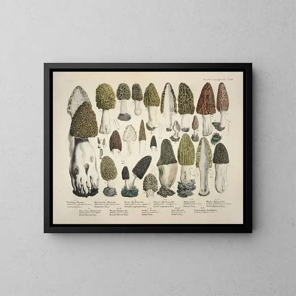 Représentaties en nauwkeurige beschrijvingen van eetbare, schadelijke en verdachte paddenstoelen Pl16 - J V Krombholz — ingelijst kunstwerk aan de muur