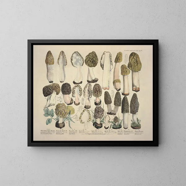 Getrouwe weergaven en beschrijvingen van eetbare, schadelijke en verdachte paddenstoelen Pl17 - J V Krombholz — ingelijst kunstwerk aan de muur