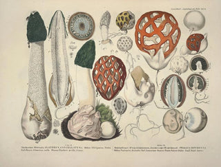 J V Krombholz - Naturgetreue Abblidungen und Beschreibungen der essbaren schadlichen und verdachtigen Schwamme Pl18.webp