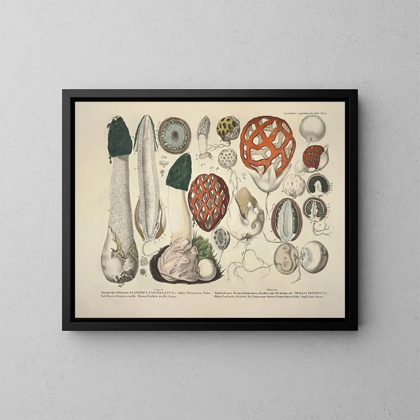 Reproducties getrouwe weergaven en beschrijvingen van eetbare, schadelijke en verdachte paddenstoelen Pl18 - J V Krombholz — ingelijst kunstwerk aan de muur