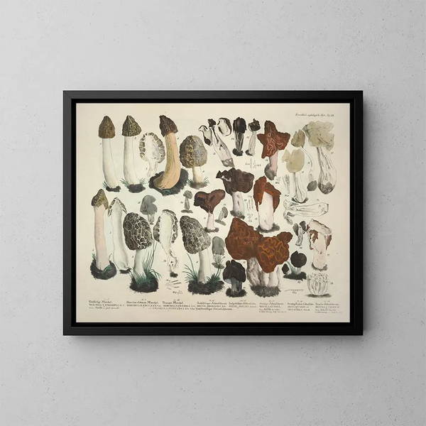 Getrouwe weergaven en beschrijvingen van eetbare, schadelijke en verdachte paddenstoelen Pl19 - J V Krombholz — ingelijst kunstwerk aan de muur