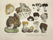 Représentaties en nauwkeurige beschrijvingen van eetbare, schadelijke en verdachte paddenstoelen Pl20 - J V Krombholz — weergave van het kunstwerk
