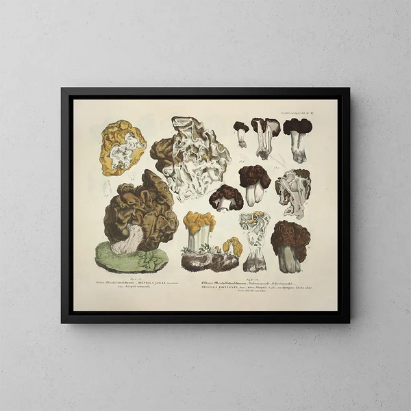 Représentaties en nauwkeurige beschrijvingen van eetbare, schadelijke en verdachte paddenstoelen Pl20 - J V Krombholz — ingelijst kunstwerk aan de muur