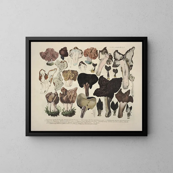Représentaties en nauwkeurige beschrijvingen van eetbare, schadelijke en verdachte paddenstoelen Pl21 - J V Krombholz — ingelijst kunstwerk aan de muur