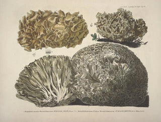 J V Krombholz - Naturgetreue Abblidungen und Beschreibungen der essbaren schadlichen und verdachtigen Schwamme Pl22.webp