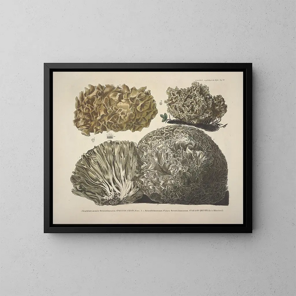 Getrouwe weergaven en beschrijvingen van eetbare, schadelijke en verdachte paddenstoelen Pl22 - J V Krombholz — ingelijst kunstwerk aan de muur
