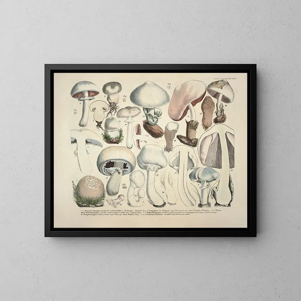 Getrouwe weergaven en beschrijvingen van eetbare, schadelijke en verdachte paddenstoelen Pl23 - J V Krombholz — ingelijst kunstwerk aan de muur