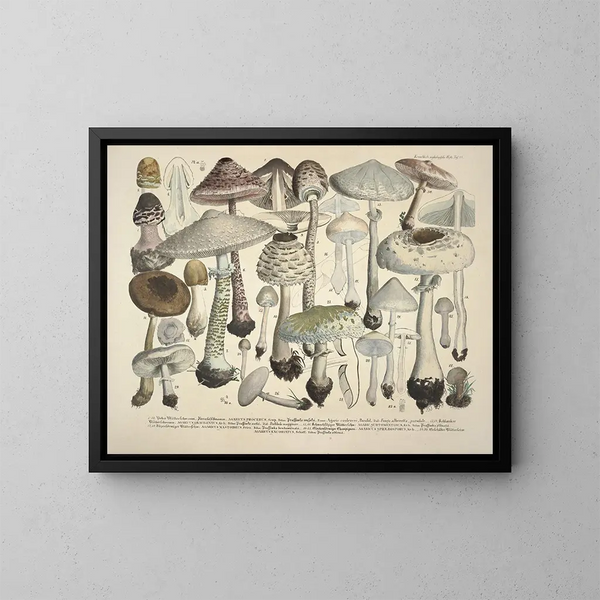 Getrouwe weergaven en beschrijvingen van eetbare, schadelijke en verdachte paddenstoelen Pl24 - J V Krombholz — ingelijst kunstwerk aan de muur