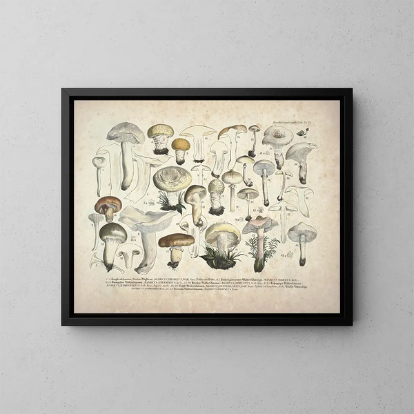 Getrouwe weergaven en beschrijvingen van eetbare, schadelijke en verdachte paddenstoelen Pl25 - J V Krombholz — ingelijst kunstwerk aan de muur