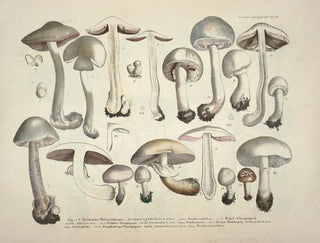 J V Krombholz - Naturgetreue Abblidungen und Beschreibungen der essbaren schadlichen und verdachtigen Schwamme Pl26.webp