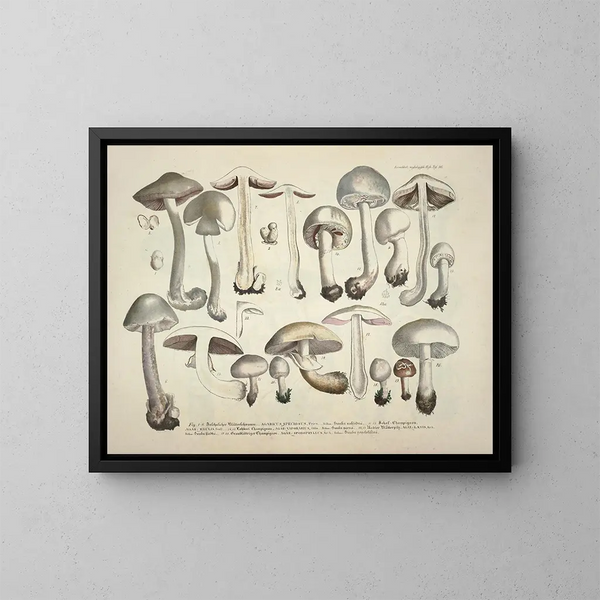 Reproducties getrouwe weergaven en beschrijvingen van eetbare, schadelijke en verdachte paddenstoelen Pl26 - J V Krombholz | Schilderij — ingelijst kunstwerk aan de muur