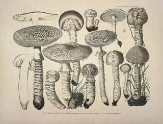 J V Krombholz - Naturgetreue Abblidungen und Beschreibungen der essbaren schadlichen und verdachtigen Schwamme Pl27.webp