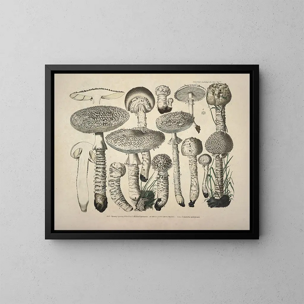 Getrouwe weergaven en beschrijvingen van eetbare, schadelijke en verdachte paddenstoelen Pl27 - J V Krombholz — ingelijst kunstwerk aan de muur