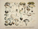 Weergaven en beschrijvingen van eetbare, schadelijke en verdachte paddenstoelen Pl28 - J V Krombholz — weergave van het kunstwerk