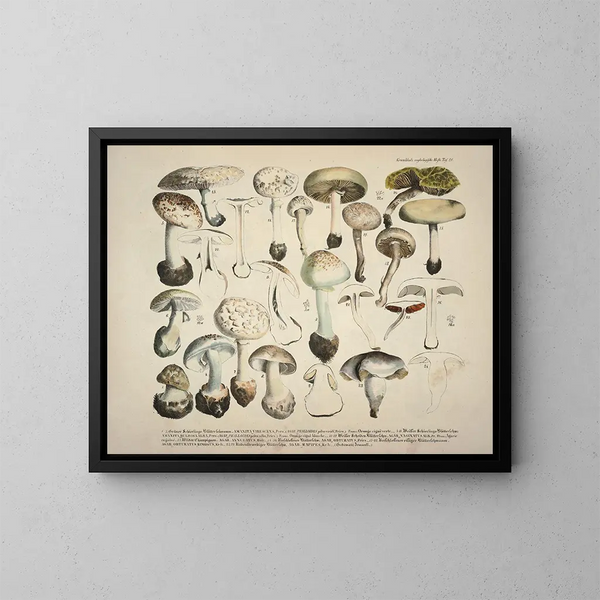 Weergaven en beschrijvingen van eetbare, schadelijke en verdachte paddenstoelen Pl28 - J V Krombholz — ingelijst kunstwerk aan de muur