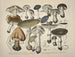 Getrouwe weergaven en beschrijvingen van eetbare, schadelijke en verdachte paddenstoelen Pl29 - J V Krombholz — weergave van het kunstwerk