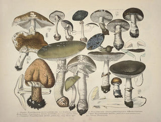 J V Krombholz - Naturgetreue Abblidungen und Beschreibungen der essbaren schadlichen und verdachtigen Schwamme Pl29.webp