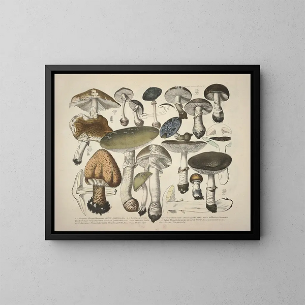 Getrouwe weergaven en beschrijvingen van eetbare, schadelijke en verdachte paddenstoelen Pl29 - J V Krombholz — ingelijst kunstwerk aan de muur