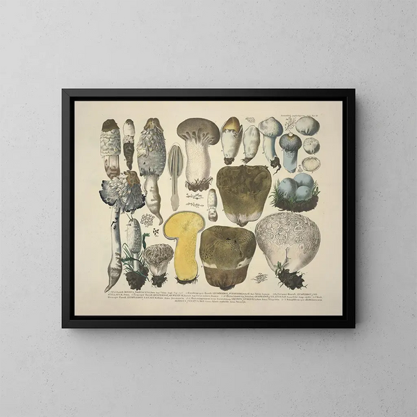 Getrouwe weergaven en beschrijvingen van eetbare, schadelijke en verdachte paddenstoelen Pl30 - J V Krombholz — ingelijst kunstwerk aan de muur