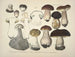 Représentaties en nauwkeurige beschrijvingen van eetbare, schadelijke en verdachte paddenstoelen Pl31 - J V Krombholz — weergave van het kunstwerk