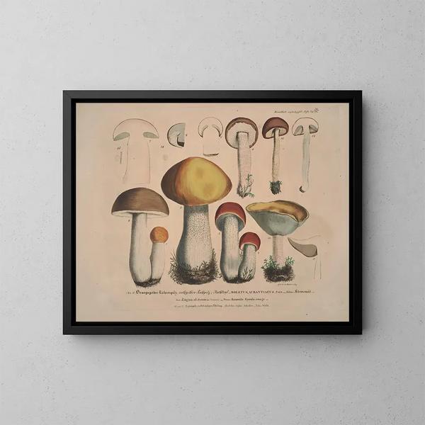 Représentaties en beschrijvingen van eetbare, schadelijke en verdachte paddenstoelen Pl32 - J V Krombholz — ingelijst kunstwerk aan de muur